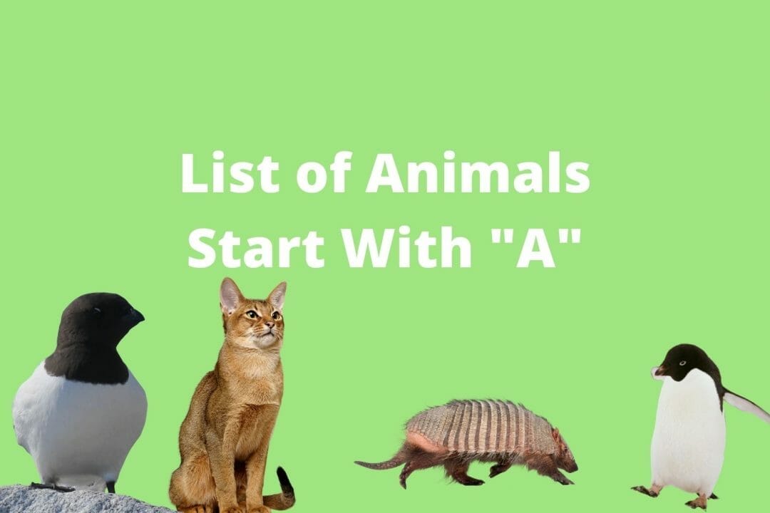 List of Animals Start With A