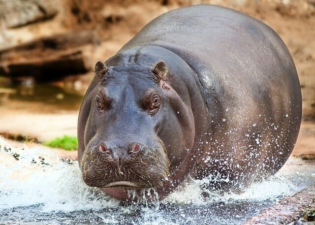 Hippopotamus - Fat lazy animal
