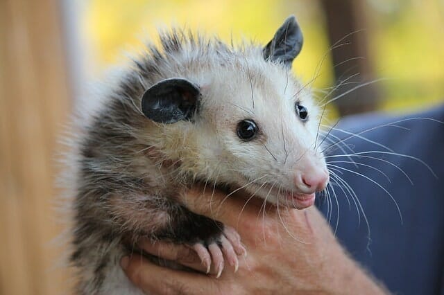 Opossums -sleepiest animal 