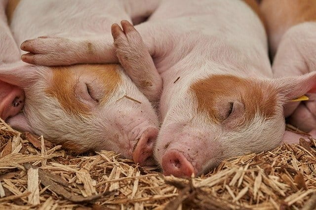 Pig Laziest Farm Animal