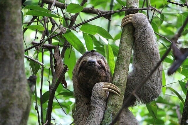Sloth the Laziest Animal in the world