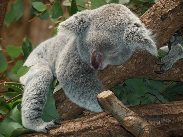 Koala the world's largest tree-living mammals and laziest animal
