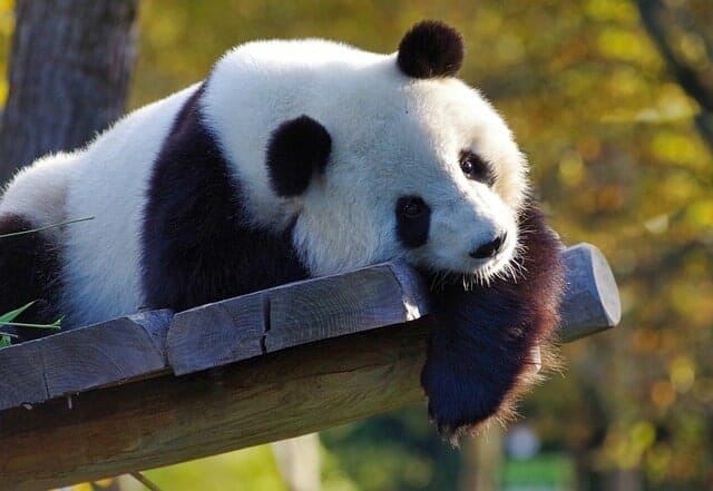 Giant Panda the Symbolic lazy animals pictures

