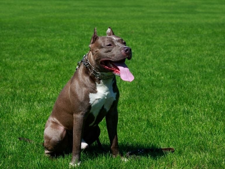 American Pit Bull Terrier is an animal starts with a