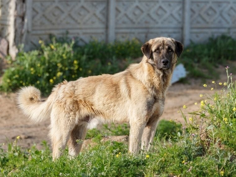 Anatolian Shepherd are good with chickens 