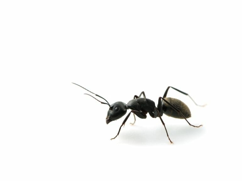 Ant is an animal starts with a
