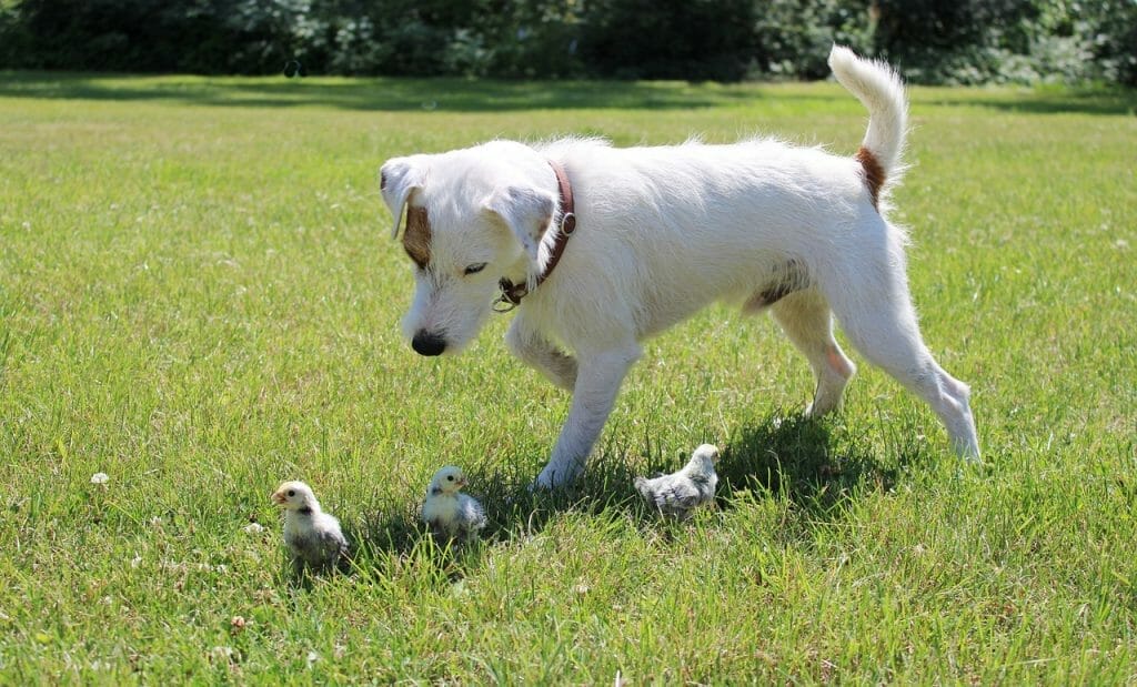 Best Breeds for Guarding Chickens 