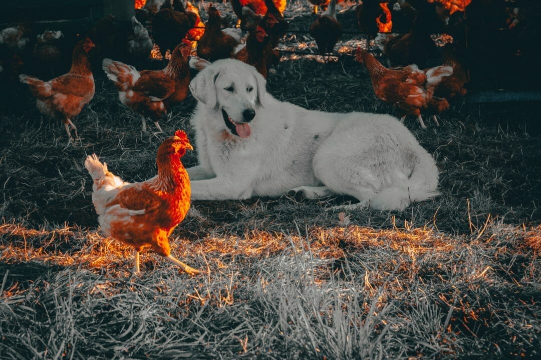 Farm Dogs for Chickens