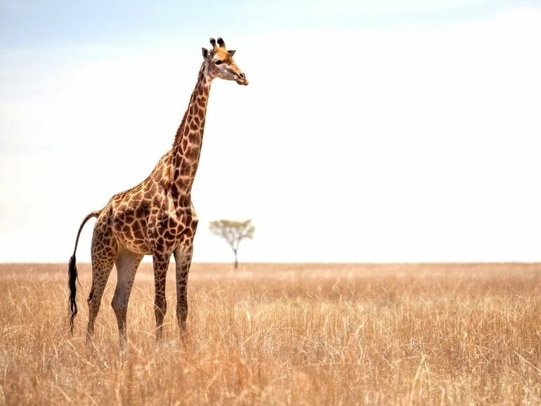 Giraffes - The Long Tail Land Animal