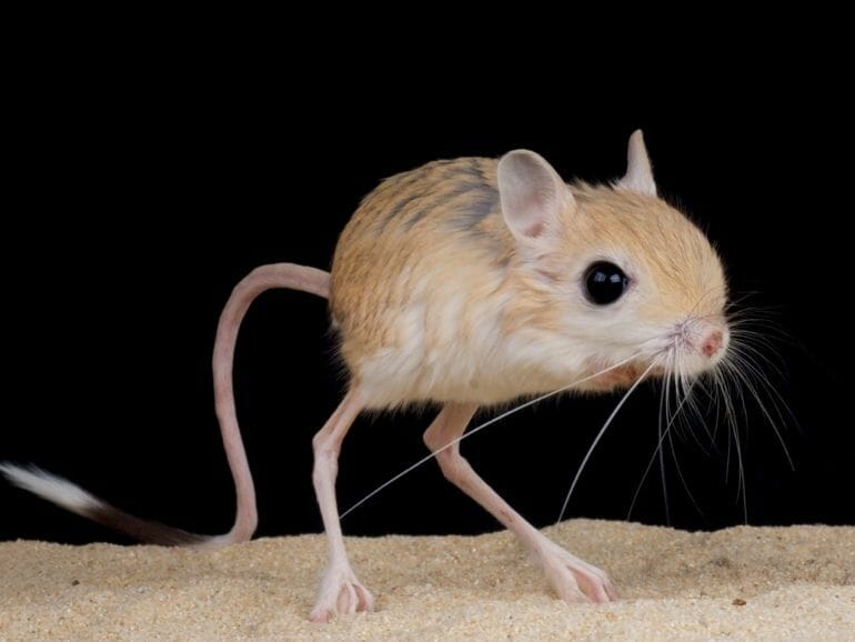 Jerboa - Longest Tail Rodents