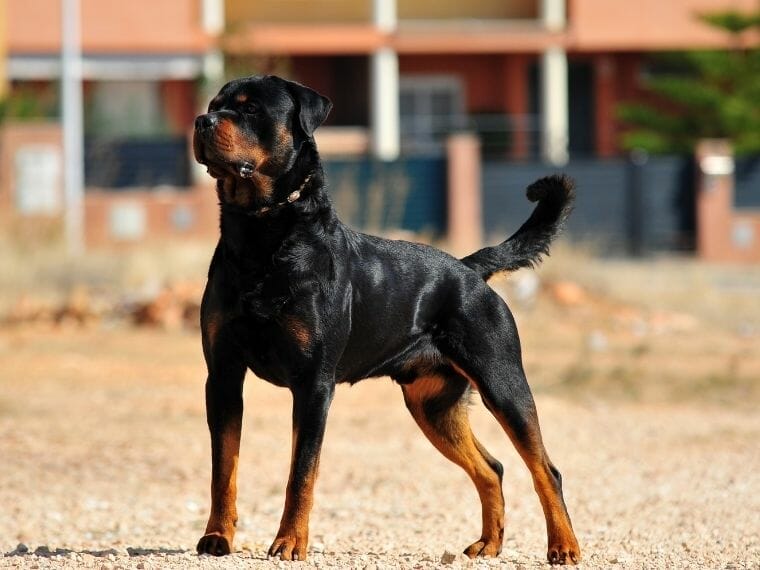 Rottweiler - a great poultry farm guard 