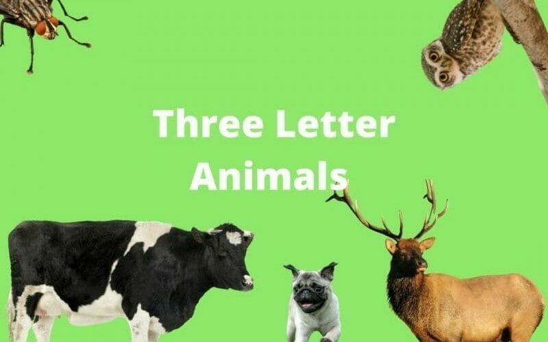 Three Letter Animal Name List
