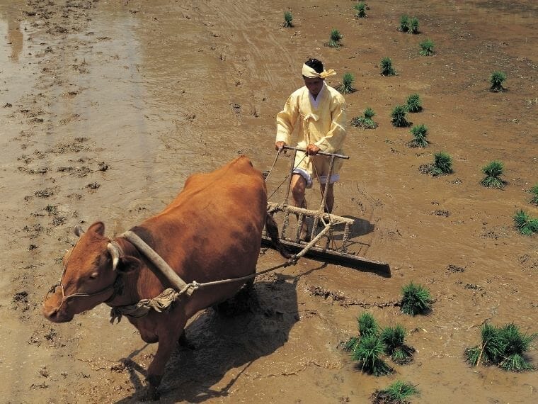 A Cow is Pulling
