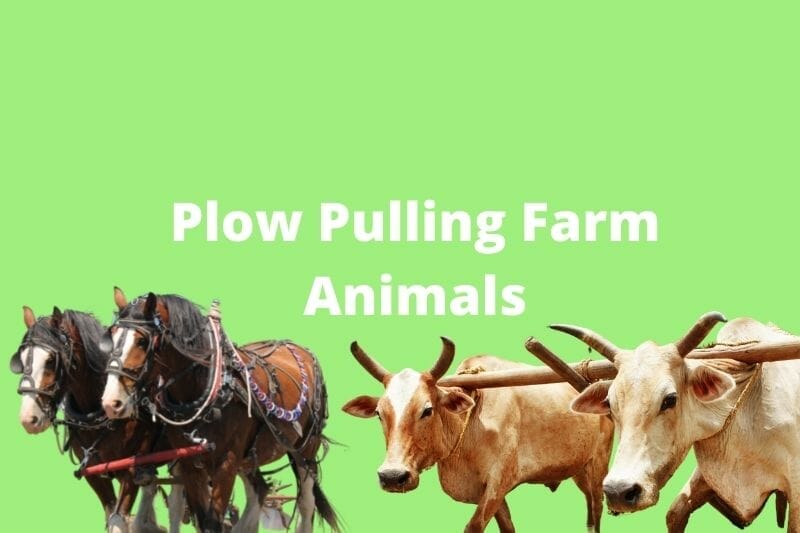 Plow Pulling Farm Animals