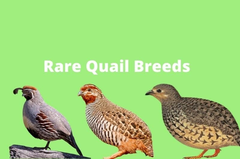 Rare Quail Breeds