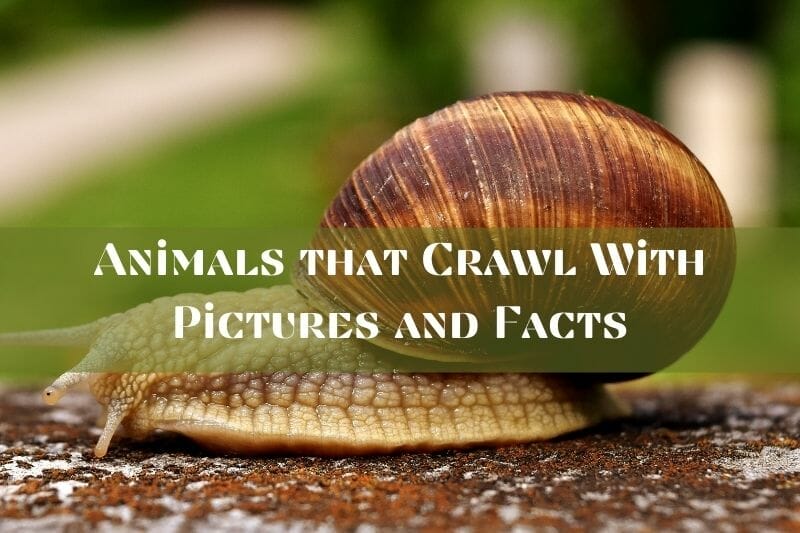 Animals that Crawl With Pictures and Facts