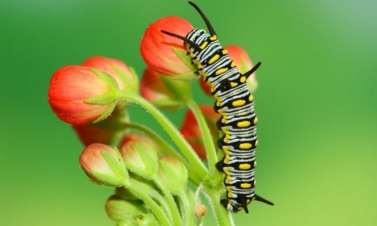 Caterpillars picture