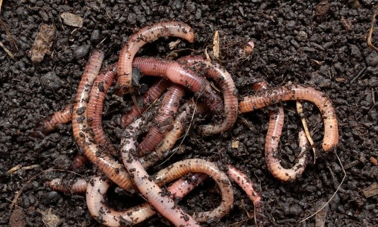 Earthworms are slow and weak to defend itself.