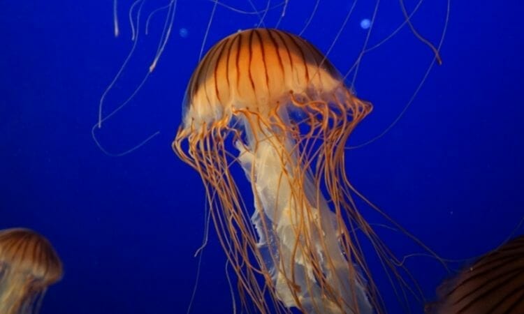Jellyfish: too weak to support their body weight.