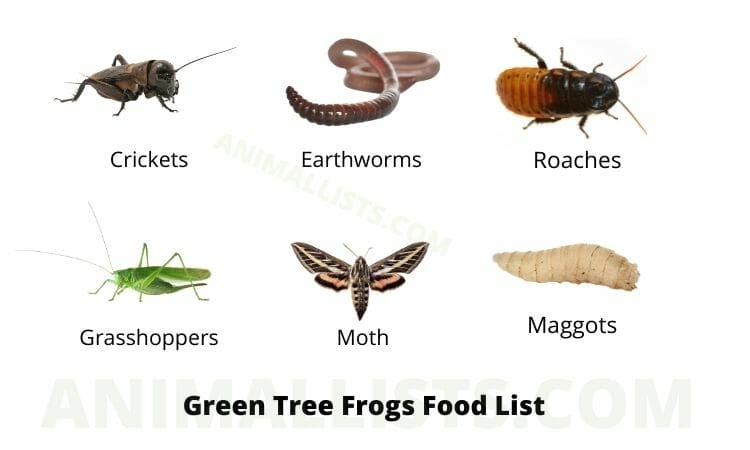 List of food that green tree frogs eat