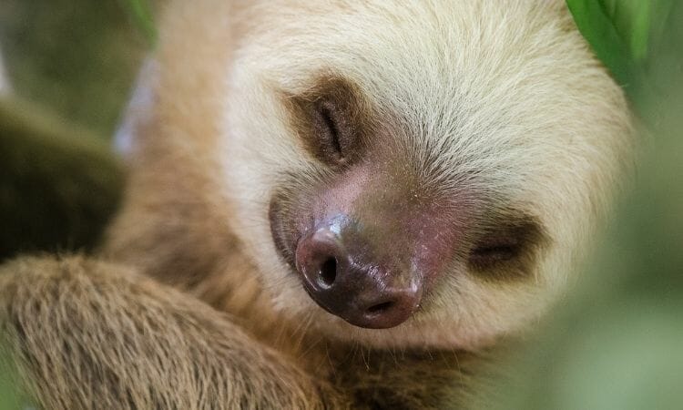 Sloth are weak and lazy