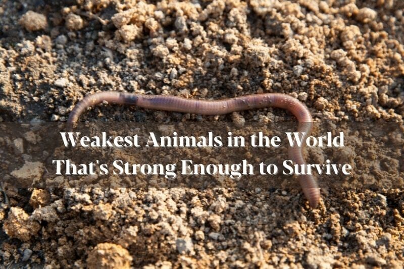 Weakest Animals in the World