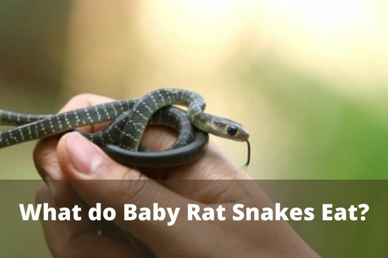 What Baby Rat Snakes Eat in Wild and Captivity