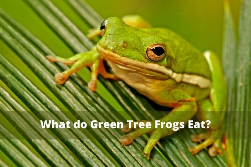 What do Green Tree Frogs Eat
