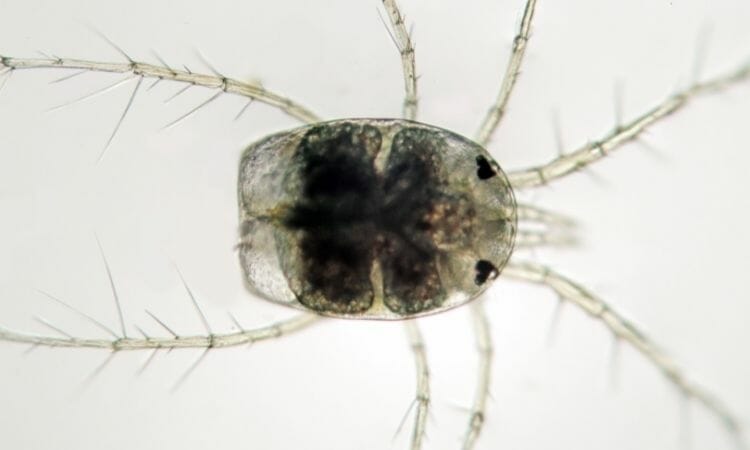Zooplankton Picture: The weakest animal in the world