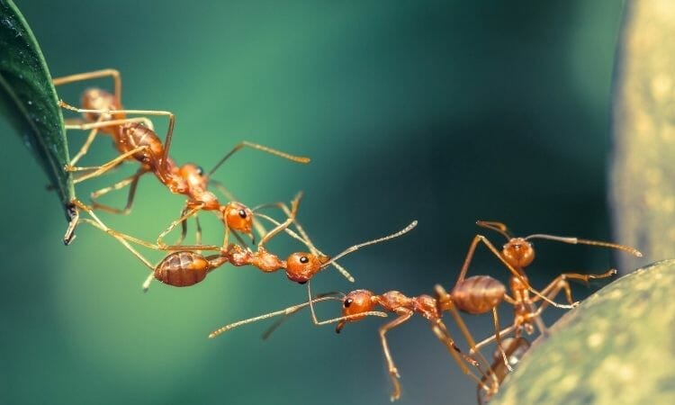 Ants crawl to move