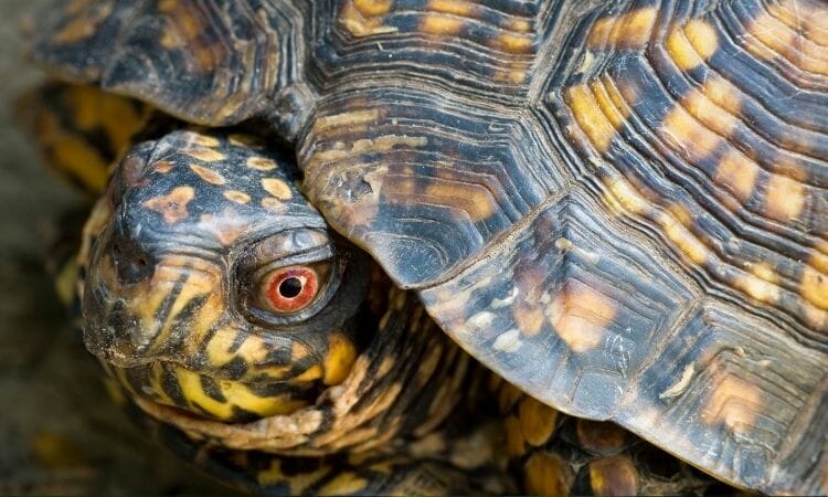 Box Turtle have red eyes