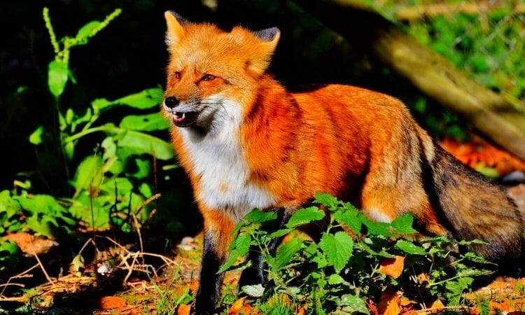 Fox Noises and Meanings