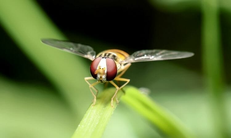 Fruit flies have big red eyes 