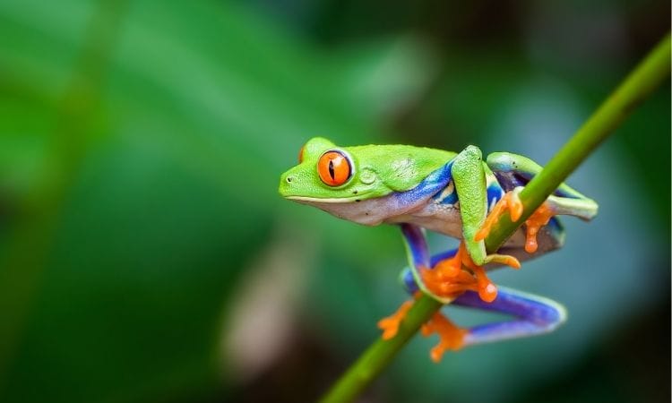 Red-eyed tree frogs