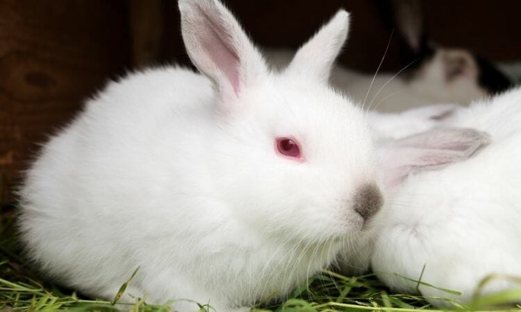 White rabbit have red eye