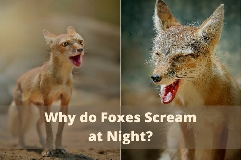 Why do Foxes Scream at Night