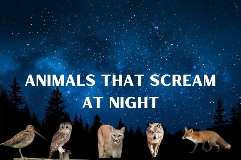 Animals that Scream at Night
