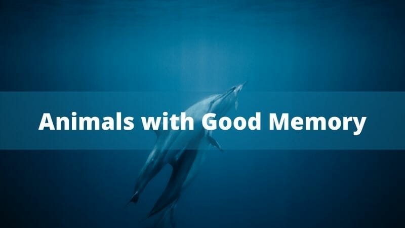 Animals with Good Memory