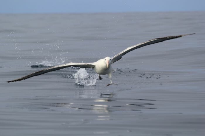 Albatross flying low to catch fish