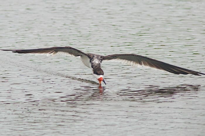 Black Skimmer driving to catch fish