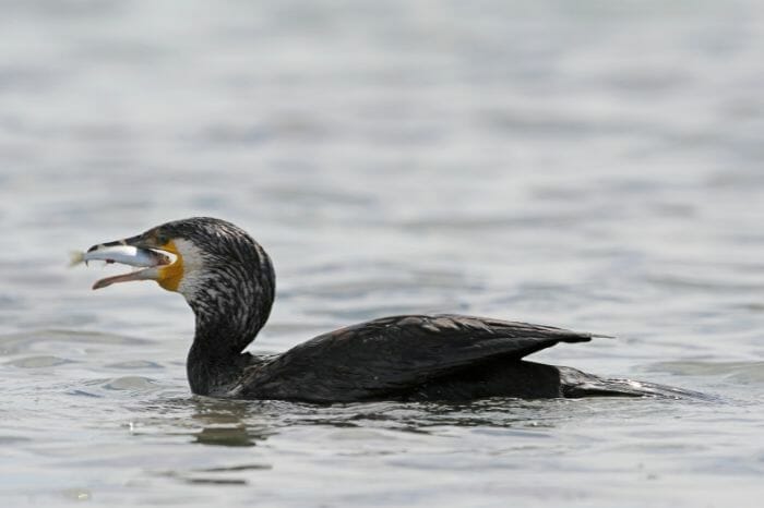 Great cormorant are eating fish in a  pond