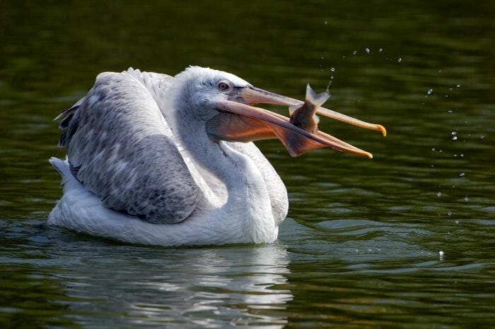 Pelican is eating fish