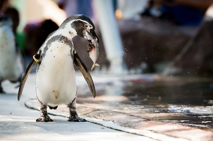 Penguin loves to eat fish