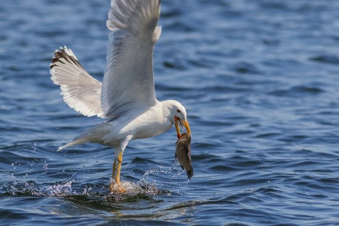 Seagull eating fish