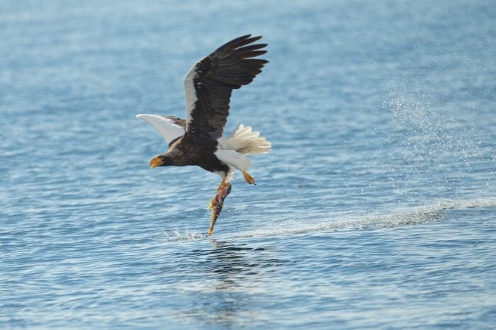 Stellar’s Sea Eagle catching fish