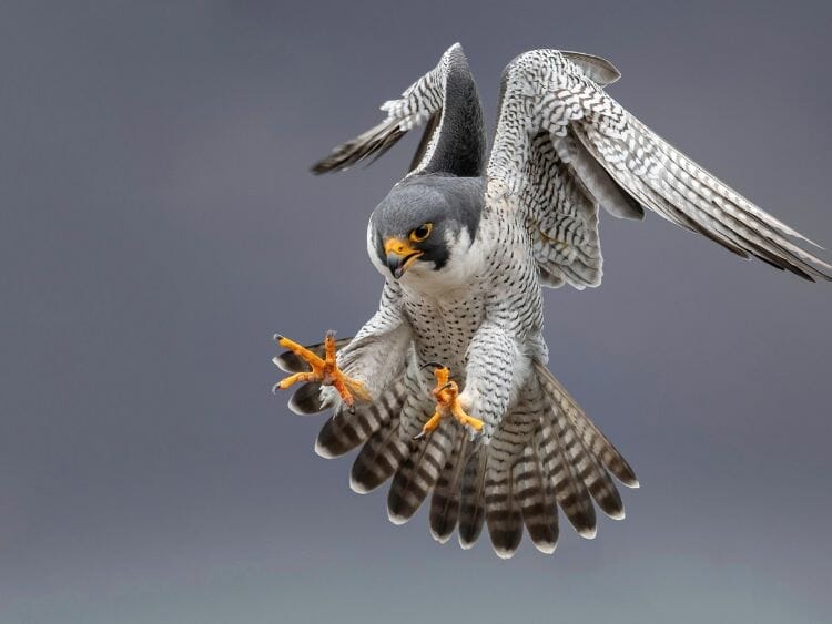 Falcon birds eat other birds