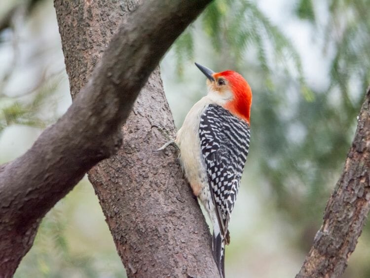 Red-bellied Woodpecker on a tree