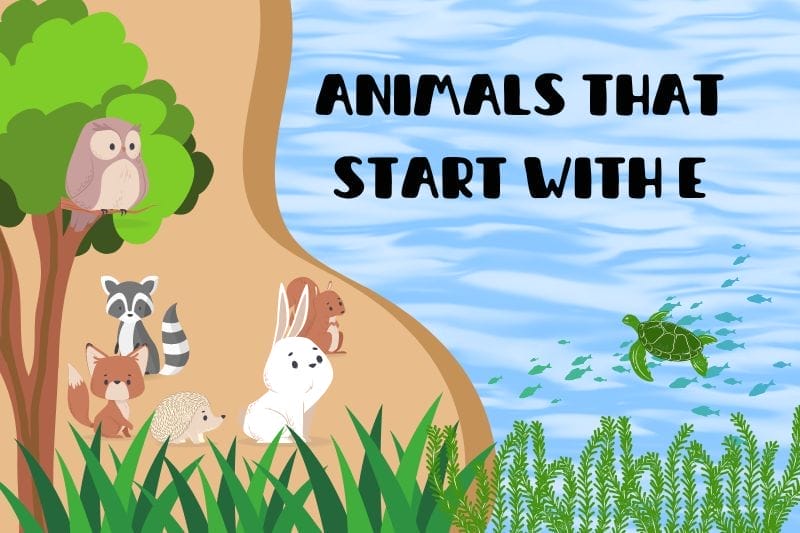Animals That Start with E