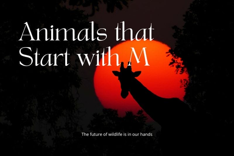 Animals that Start with M