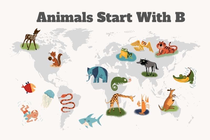 Animals that start with b
